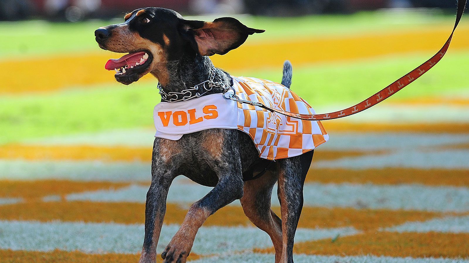 
                <strong>Smokey (Tennessee Volunteers)</strong><br>
                An der University of Tennessee ist Smokey zu Hause. Bei ihm handelt es sich um einen Bluetick Coonhound. 1953 suchte das College ein lebendes Maskottchen, während der Halbzeit einer Partie durfte das Publikum per Jubel über die verschiedenen Kandidaten abstimmen. Die größte Zustimmung erhielt "Blue Smokey", der als letzter Kandidat aufgerufen wurde und bei der Verkündung seines Namens laut bellte. Bereits im folgenden Jahr wurde er jedoch von einem Auto angefahren und tödlich verletzt. Bis 2019 folgten neun weitere Maskottchen, Smokey X ist seit 2013 im Amt. Er ist der erste Hund, der nicht aus der Blutlinie von "Blue Smokey" stammt.
              