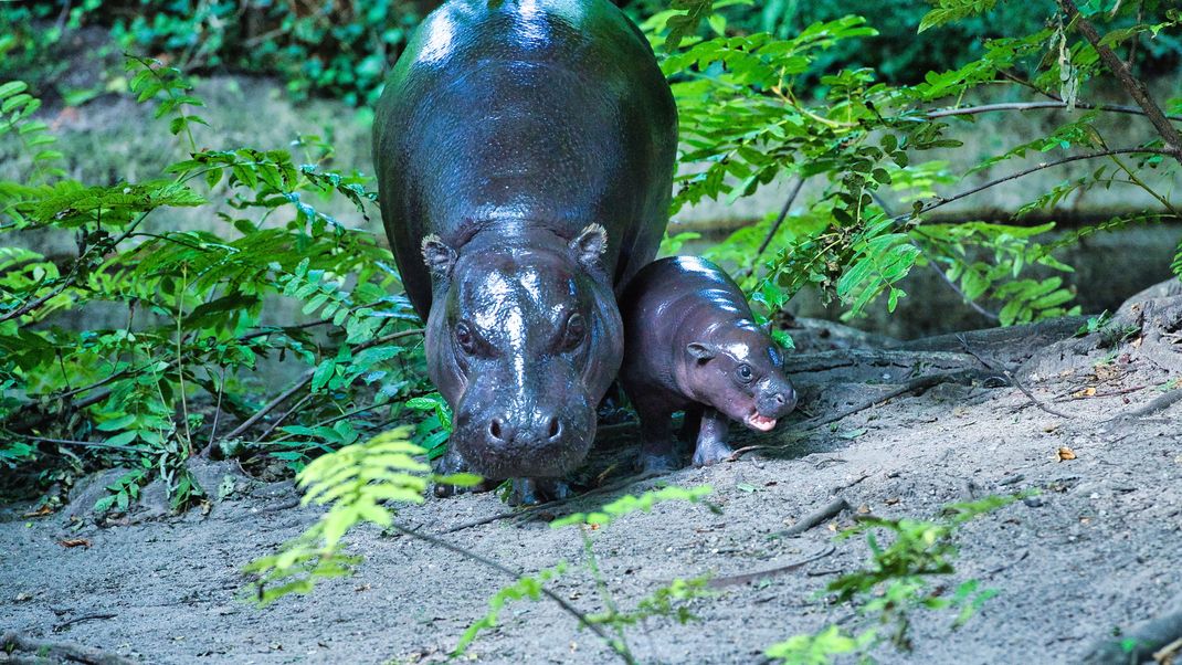 Baby Hippo Toni erkundet das Außengehege des Berliner Zoos.