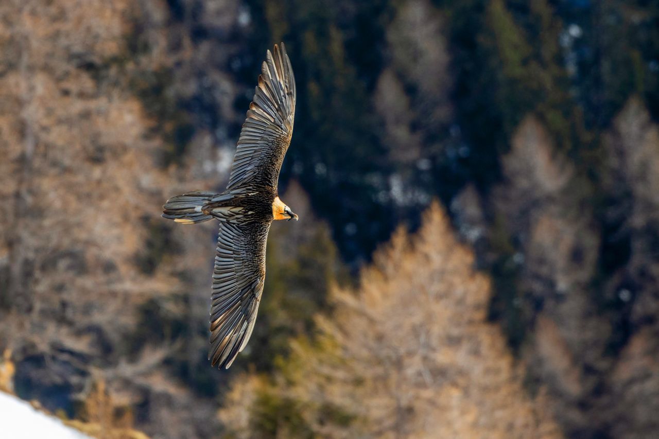 Höhenflug: Bartgeier sind keine Zugvögel. Dieses Exemplar lebt in Südafrika. Es wird von Flughöhen bis zu 7.000 Metern berichtet. Die orange-rötliche Färbung an Hals und Unterseite ist charakteristisch. Eigentlich sind die Federn weiß. Durch Bäder in eisenoxidhaltigem Schlamm bekommen sie die Färbung. 