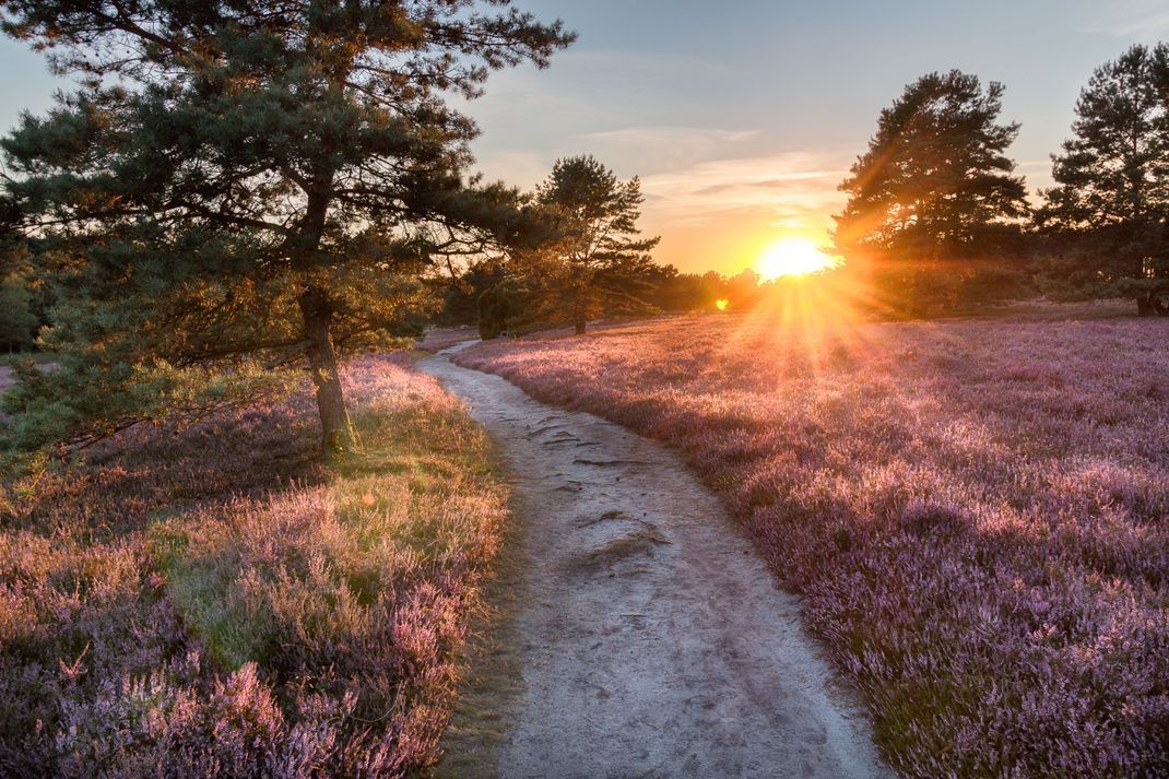 Mit der Bahn in die Lüneburger Heide. Reisende können durch die Heidschnuckenwege spazieren. © Adobe Stock