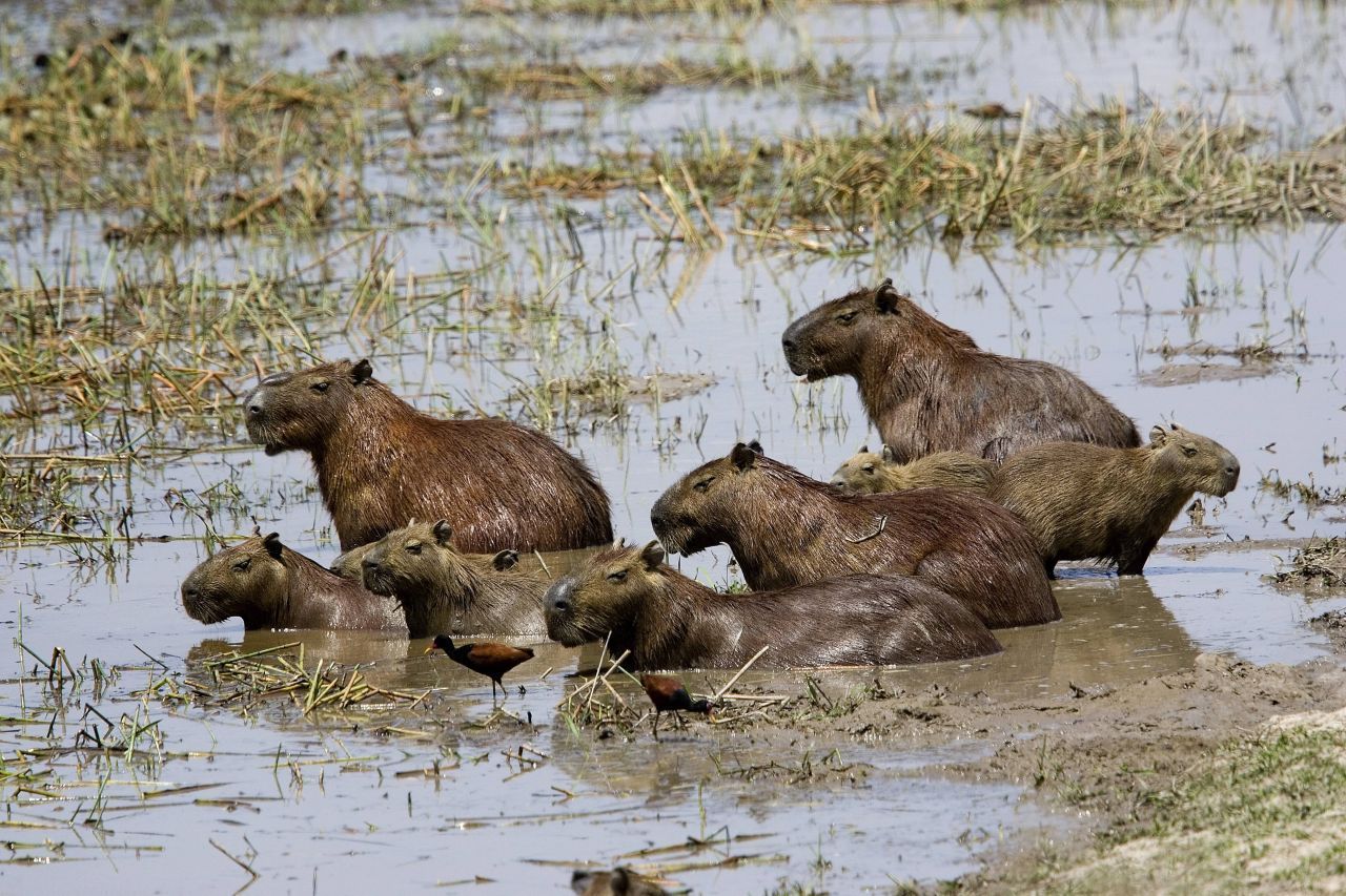 Wasserschweine sind gesellige Tiere. Normalerweise leben sie in Herden zwischen sechs und 20 Artgenossen: Weibchen mit ihrem Nachwuchs - angeführt vom ranghöchsten Männchen. Nur er hat das Fortpflanzungsrecht.  