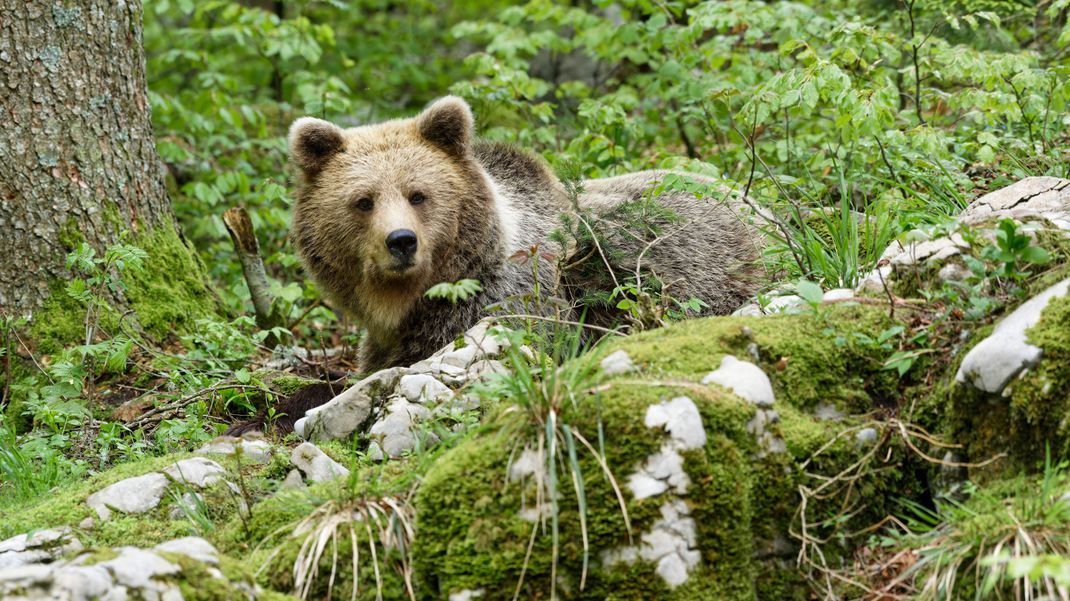 Ein Bär hat in Italien eine Frau und ihre Kinder beim Spazierengehen angegriffen. Es wurde aber niemand verletzt. (Symbolbild)