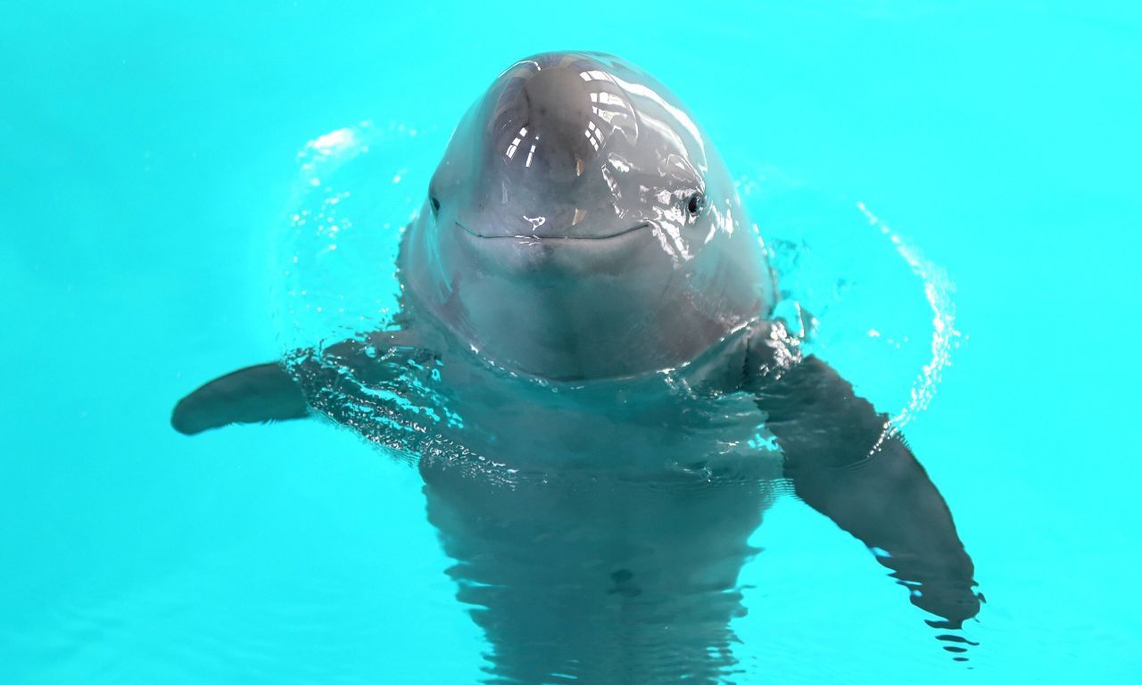 Hi, wer bist du denn? Der östliche Glattschweinswal ist ein weiteres ungewöhnliches Mitglied der Delfin-Familie. Er hat einen kleinen, sehr runden Kopf mit einer flachen Schnauze.