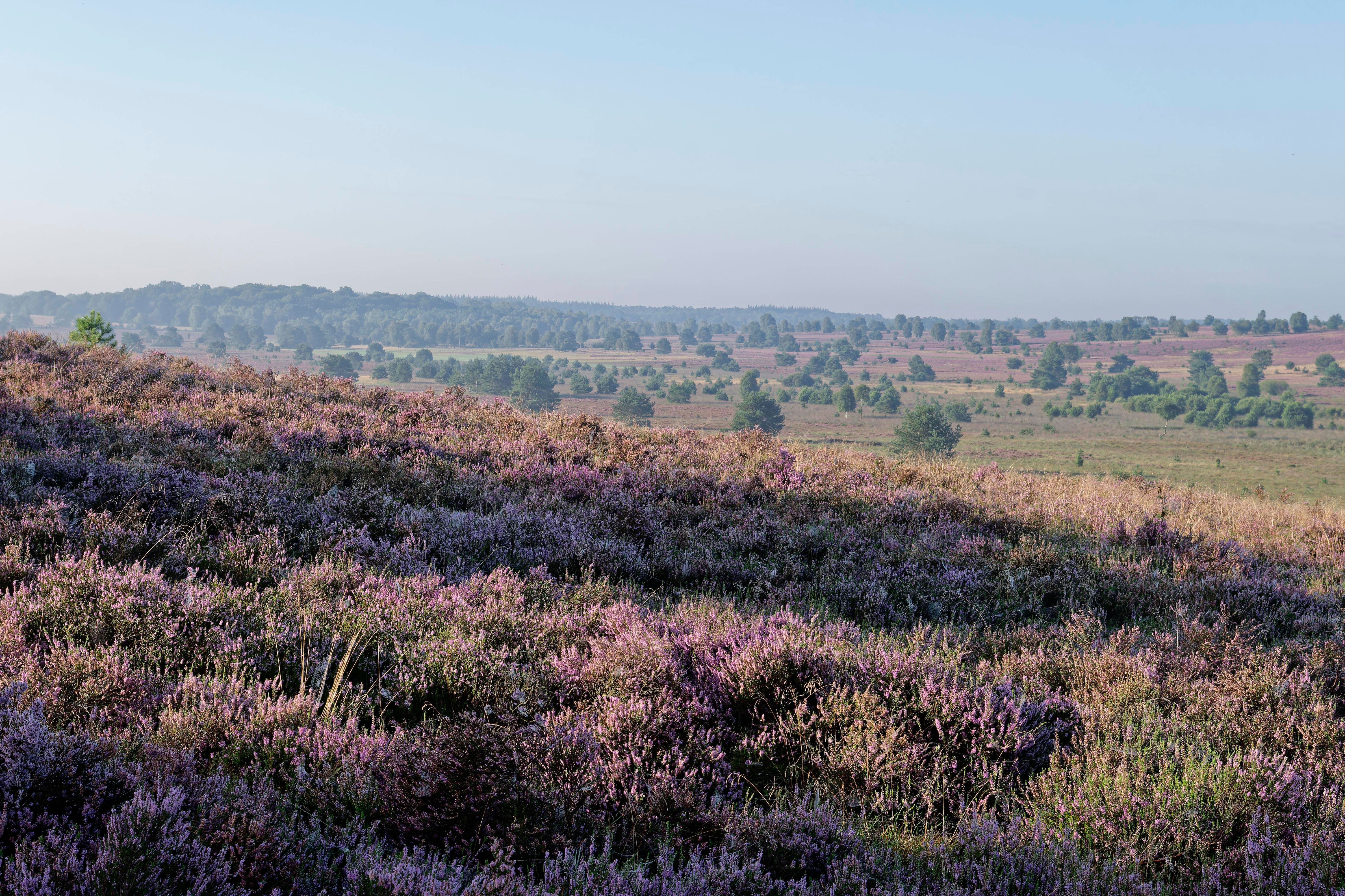 Die Lüneburger Heide ist eine der größten zusammenhängenden Heidelandschaften in Mitteleuropa. Sie erstreckt sich über eine Fläche von rund 7.000 Quadratkilometern und ist besonders bekannt für ihre blühenden Heidefelder im Spätsommer, die eine atemberaubende lila-pinkfarbene Landschaft schaffen.