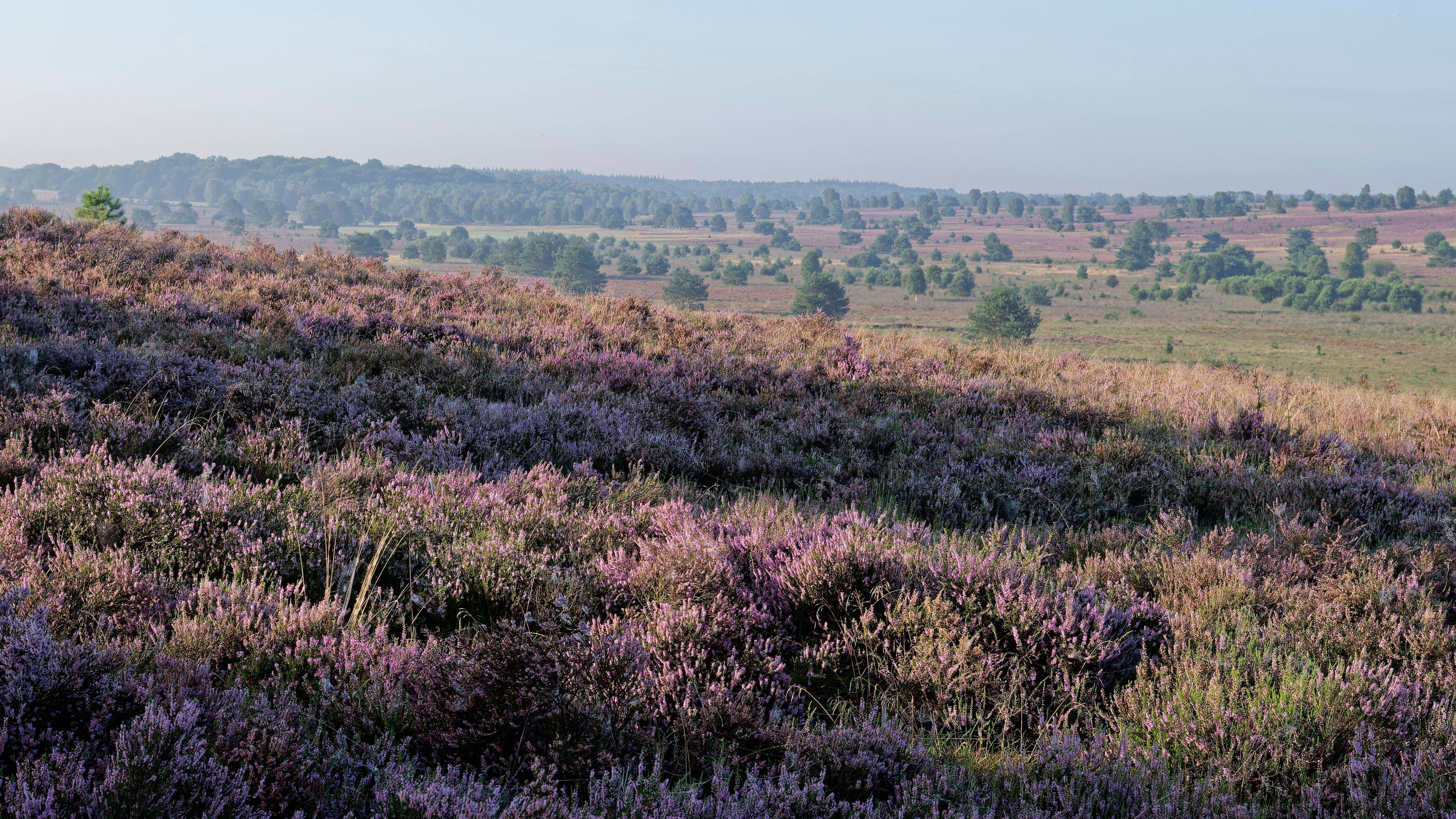 Die Lüneburger Heide ist eine der größten zusammenhängenden Heidelandschaften in Mitteleuropa. Sie erstreckt sich über eine Fläche von rund 7.000 Quadratkilometern und ist besonders bekannt für ihre blühenden Heidefelder im Spätsommer, die eine atemberaubende lila-pinkfarbene Landschaft schaffen.