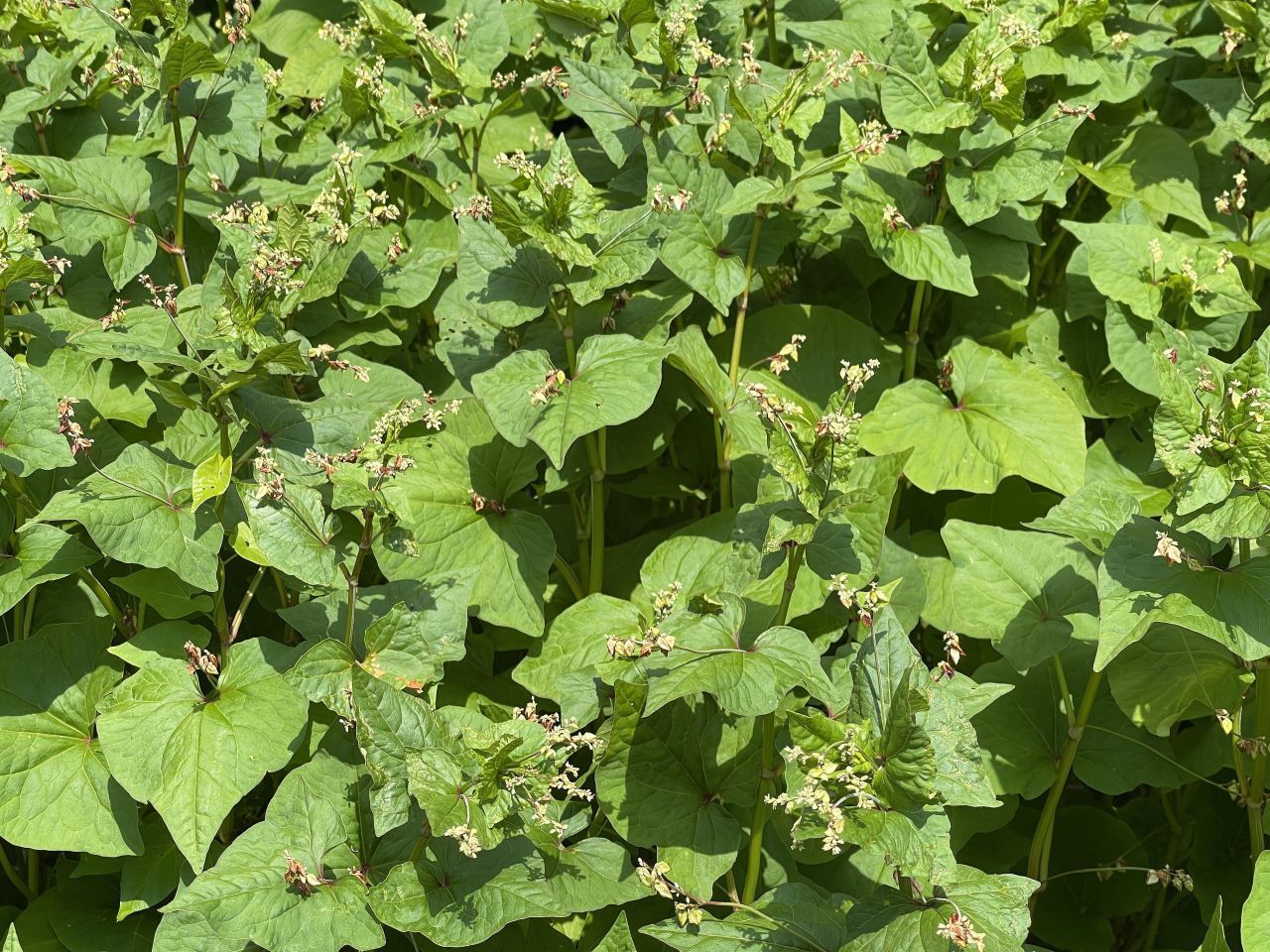 Il grano saraceno viene solitamente raccolto circa otto-dodici settimane dopo la semina, quando i semi sono completamente maturi.