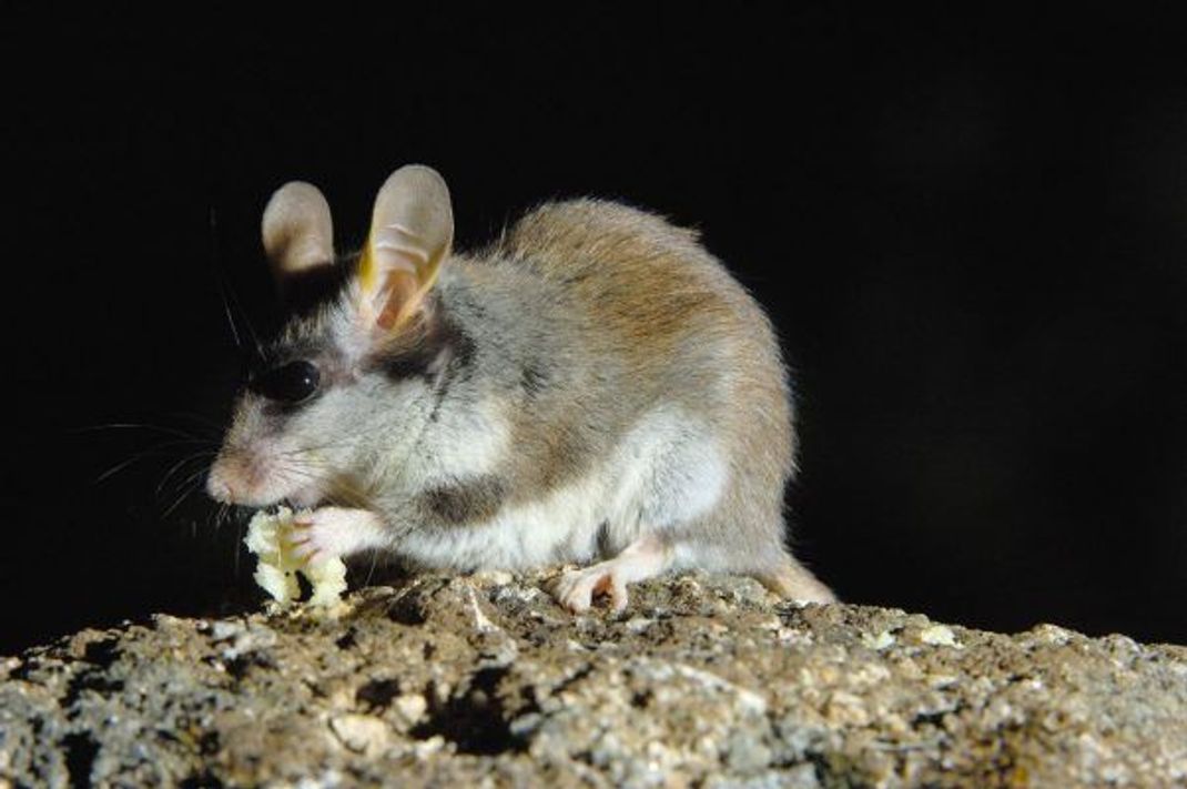 Das Lieblingsfutter des Gartenschläfers sind kleine Tiere, wie Tausendfüßler und Käfer, die eine wichtige Eiweißquelle für ihn sind.