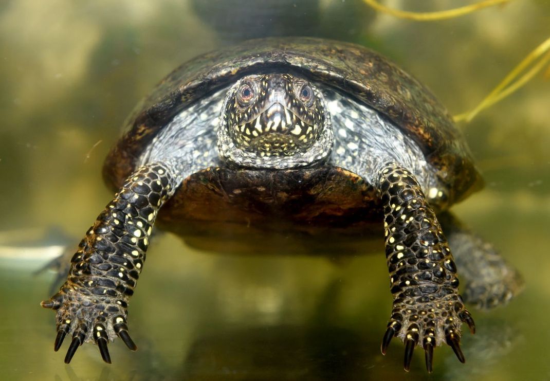 Fressen muss die Europäische Sumpfschildkröte übrigens immer im Wasser, da sie sonst nicht schlucken kann.