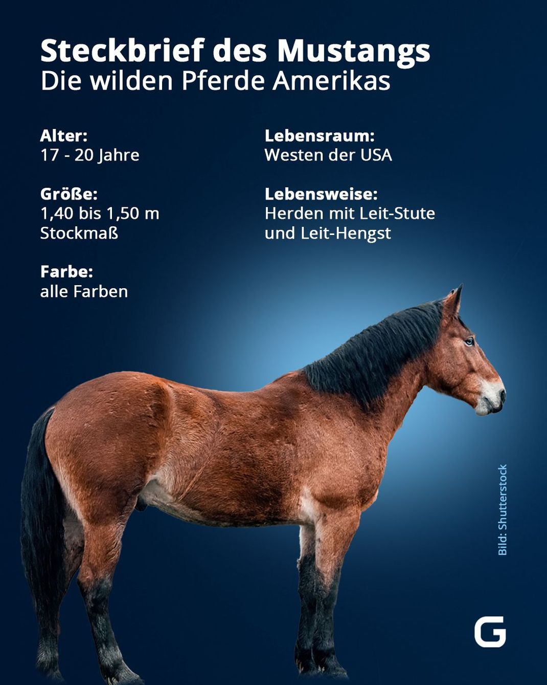 Fakten zu den wilden Pferden Amerikas, den Mustangs