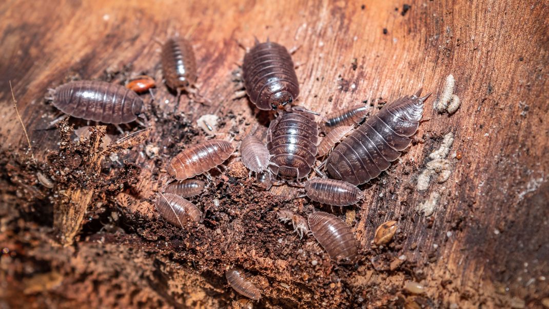 Kellerasseln können nützlich sein - doch in einigen Fällen müssen die Krabbeltiere etwas eingedämmt werden.