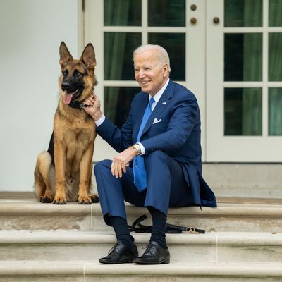 Joe Biden, Präsident der USA, sitzt mit seinem Hund auf den Stufen vor dem Weißen Haus.
