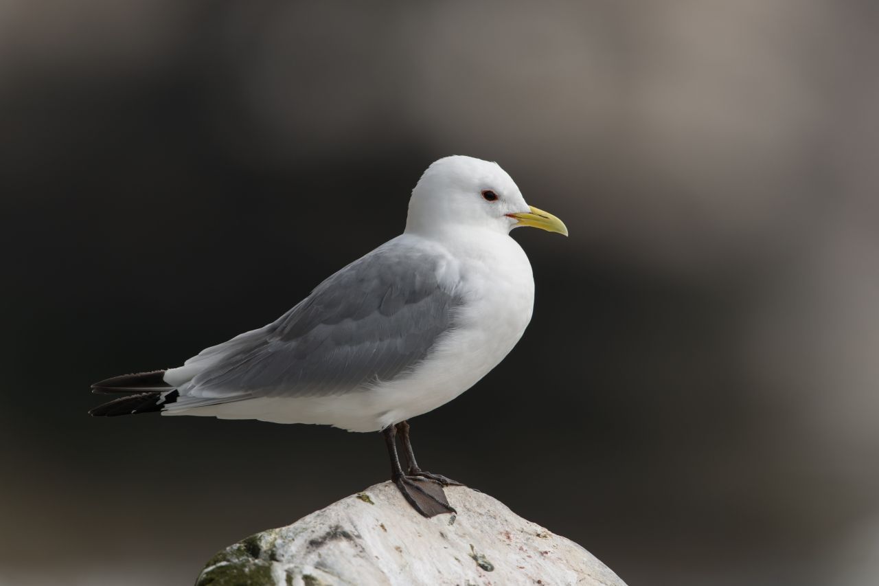 Ihren Namen verdankt die Dreizehenmöwe ihrer fehlenden Hinterzehe. Markant sind auch die dunklen Beine und die schwarzen Flügelspitzen. Dreizehenmöwen verbringen die meiste Zeit auf der Hochsee und kommen nur zum Brüten an Steilküsten. Sie leiden stark unter der Verschmutzung und Überfischung der Meere. 