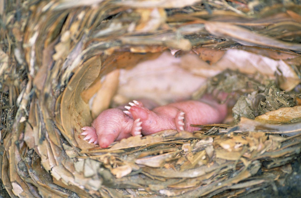 Maulwurf-Babys kommen nackt auf die Welt. Das Fell wächst erst später.