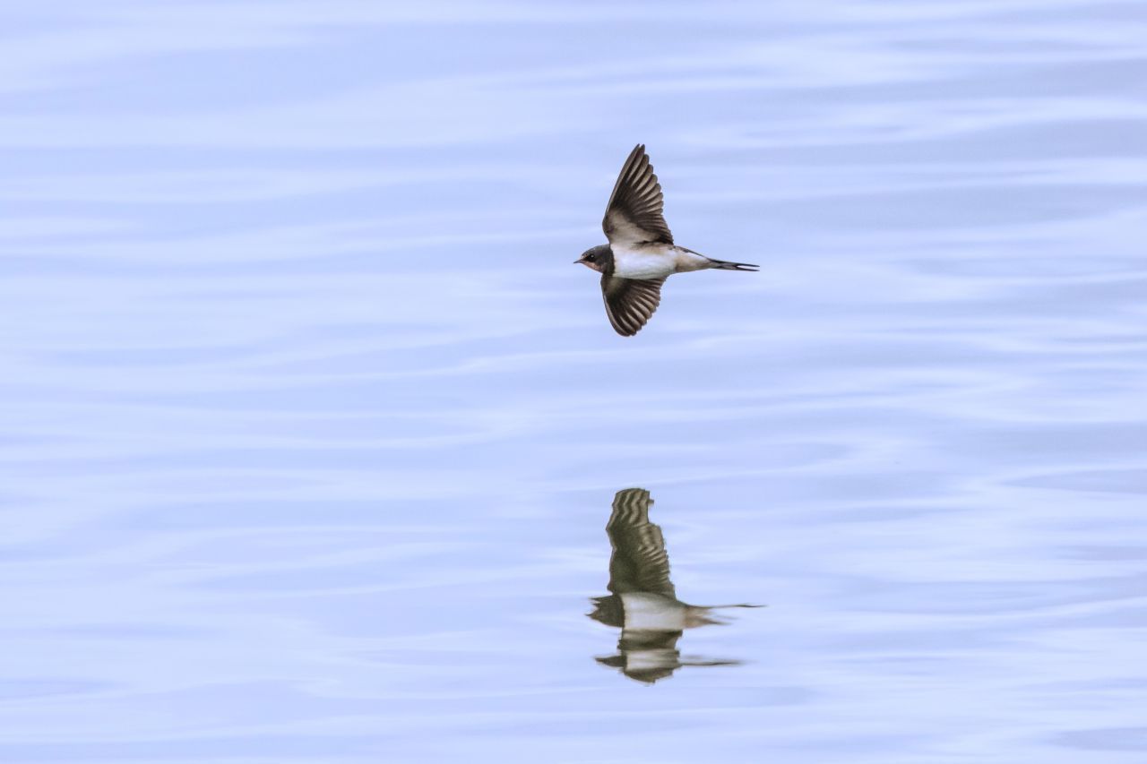 Schwalben fliegen immer auf der Höhe ihres Futters - Insekten. Bei Tiefdruck und resultierendem schlechten Wetter halten sich diese immer in Bodennähe auf, bei Hochdruck werden sie von warmen Luftströmungen hinaufgetragen. Daher gilt: Eine tieffliegende Schwalbe kann ein Zeichen dafür sein, dass das Wetter schlechter wird. Die Bauernregel hierfür lautet: "Siehst du die Schwalben niedrig fliegen, wirst du Regenwetter kriegen. 