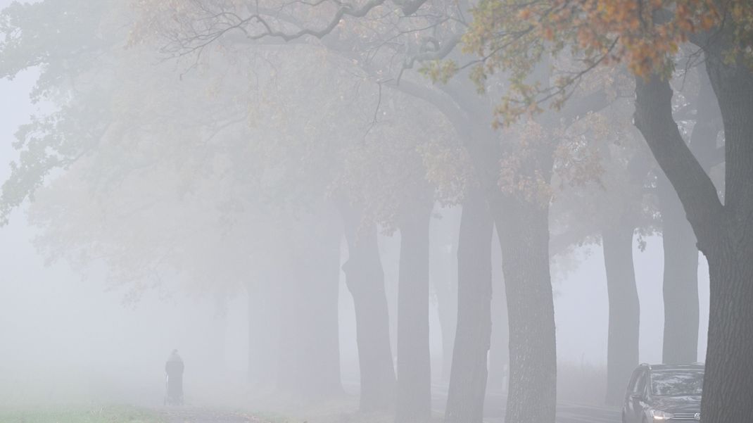 Nebel verschleiert die Landschaft mit einer Allee im Osten von Brandenburg. 