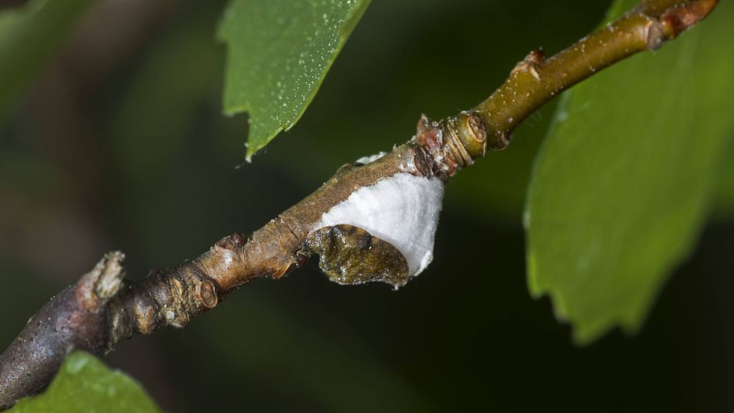 Napf-Schildläuse sind nach oben gewölbt.