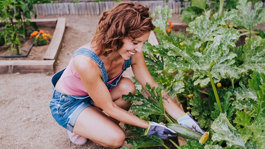 Schnelle Erfolge für Gemüsegärter:innen: Die Zucchini wächst gigantisch.&nbsp;