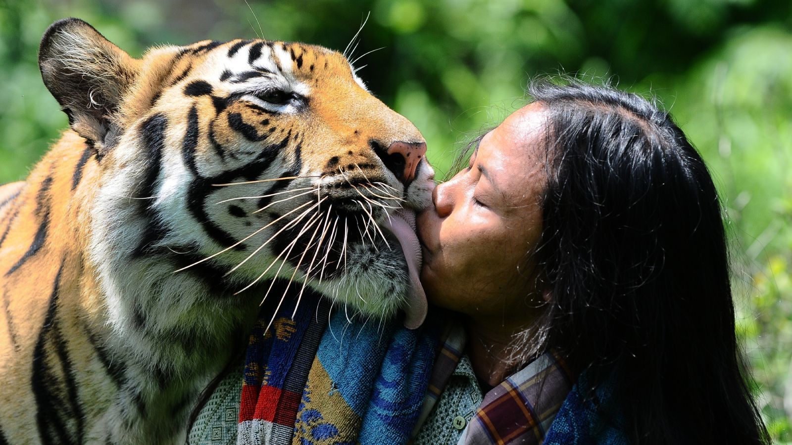 
                <strong>Cincinnati Bengals Grund 4: Katzen bleiben Katzen</strong><br>
                Bengals, also bengalische Tiger, sind zwar sehr große Katzen, aber immer noch Katzen. Freunde von Samtpfoten sind in Cincinnati also richtig, so ist auch die College-Mannschaft der Stadt nach Bearcats benannt - ebenfalls also Katzen.
              