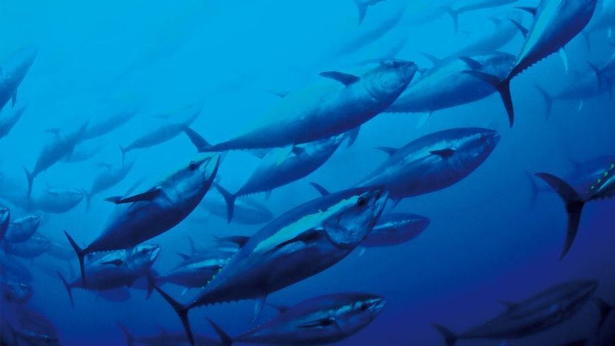 Nach jahrzehntelanger Abwesenheit kehrt der Blauflossen-Thunfisch, auch Großer oder Blauer Thun genannt, in die Nordsee zurück. 