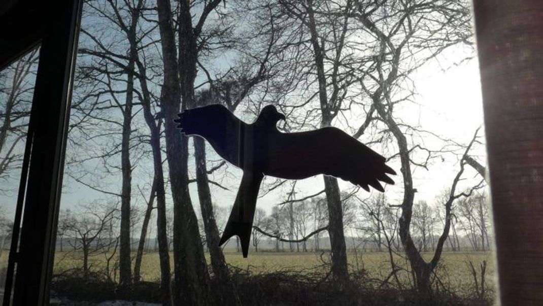 Die weitverbreiteten Aufkleber mit Silhouetten von Greifvögeln verhindern Vogelschlag leider nicht.