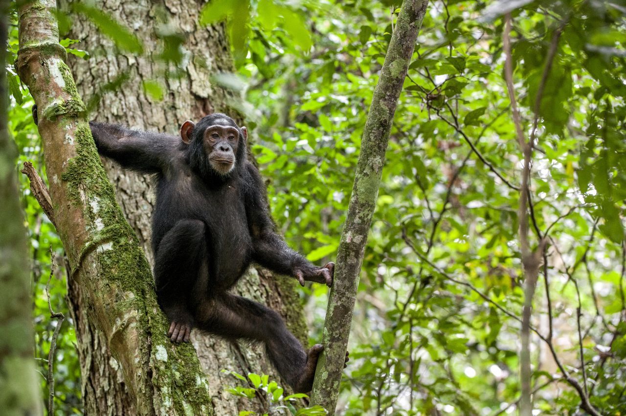 Rabiat gehen Schimpansen vor: Sie greifen mitunter Artgenossen an, die sichtbar krank sind, und verjagen sie aus ihrer Gemeinschaft. Forscher nehmen an, dass die Stigmatisierung auf Angst und Ekel zurückgeht – ausgelöst durch die körperliche Entstellung (etwa bei einer Polio-Infektion). Zudem zeigen Menschenaffen bei Epidemien eine "typisch menschliche" Reaktion: Misstrauen gegenüber fremden Artgenossen. Schließlich besteht d