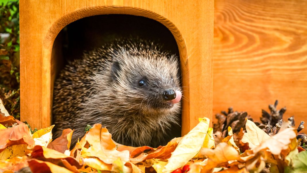 Besonders junge Igel brauchen Unterstützung beim Hausbau: So einfach kannst du ein DIY-Igelhaus selber machen!