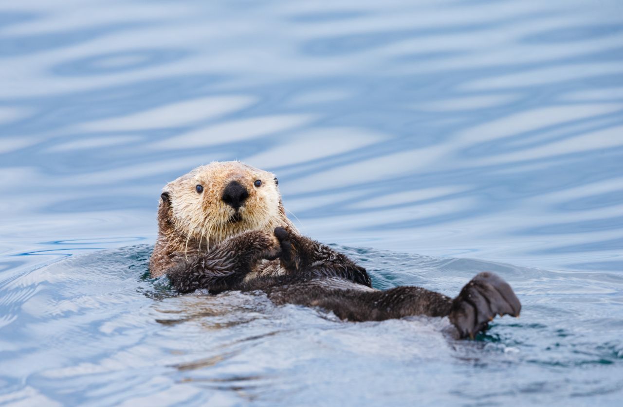 Seeotter können bis 150 Zentimeter lang sein. Ihre Vorderpfoten sind wesentlich kleiner als bei Fischottern.