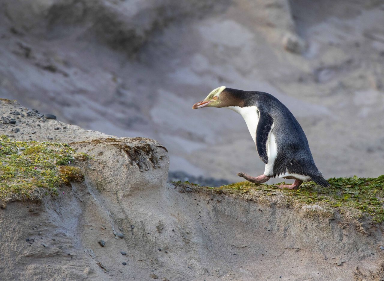 Gelbaugen-Pinguin in den Dünen der Auckland Islands, Neuseeland. Population: 2.600 bis 3.000.