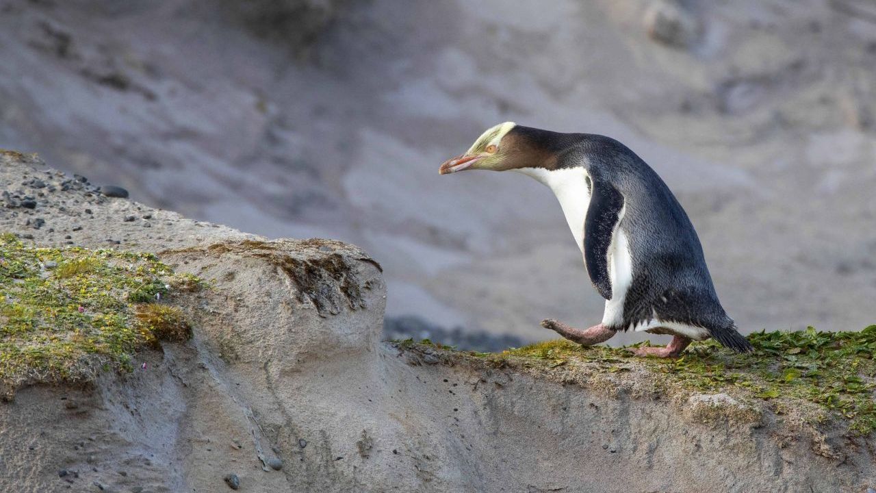 Gelbaugen-Pinguin in den Dünen der Auckland Islands, Neuseeland. Population: etwa 2.400.