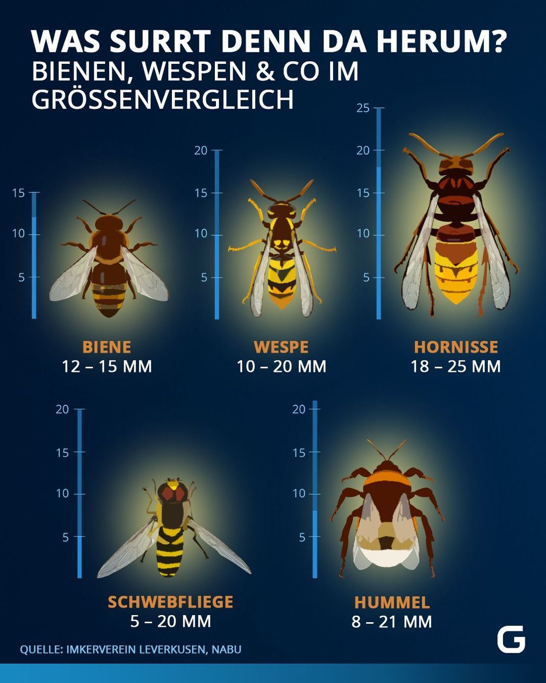 Der Unterschied zwischen Bienen, Hummeln, Wespen, Hornissen und Schwebfliegen auf einen Blick. 