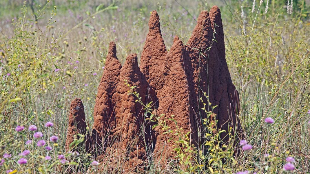 Termitenhügel mit mehreren Türmen