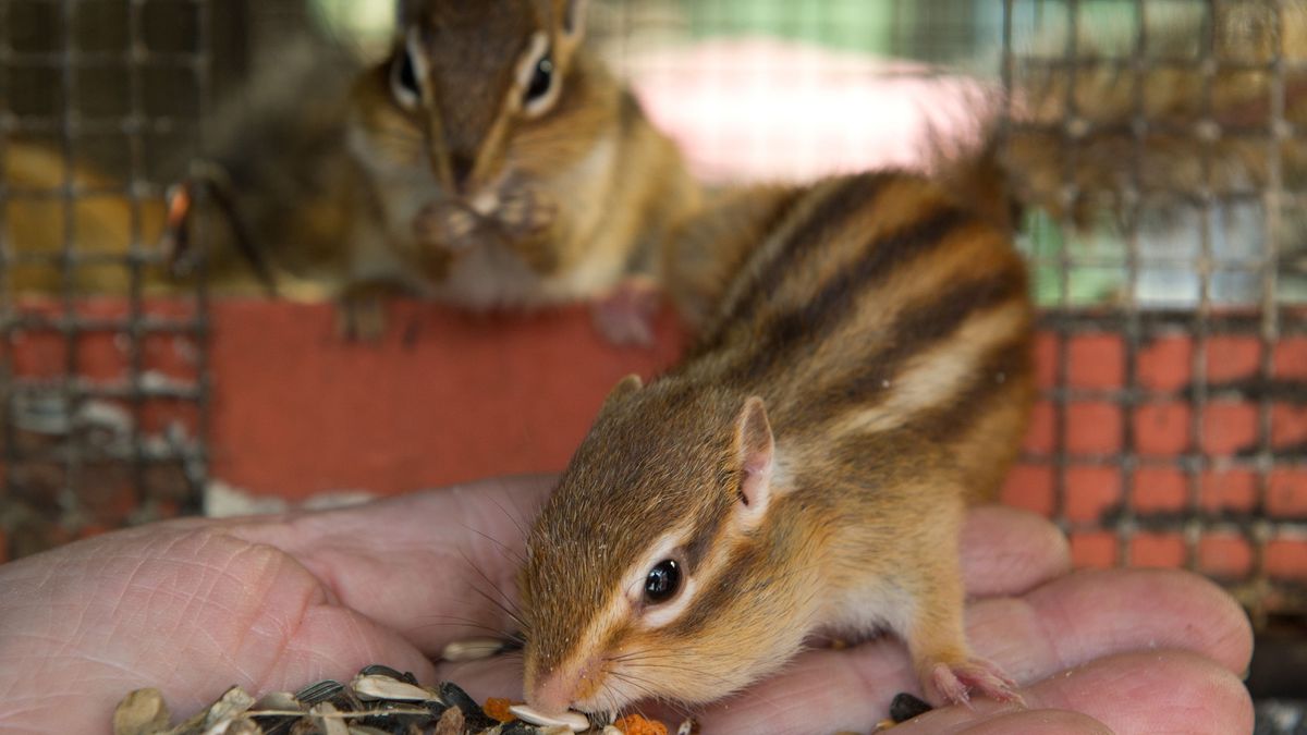 In Kalifornien hat sich ein Mensch mit der Pest infiziert. Der Erreger kommt in Flöhen vor, die unter anderem auf Streifen- und Eichhörnchen sitzen. 