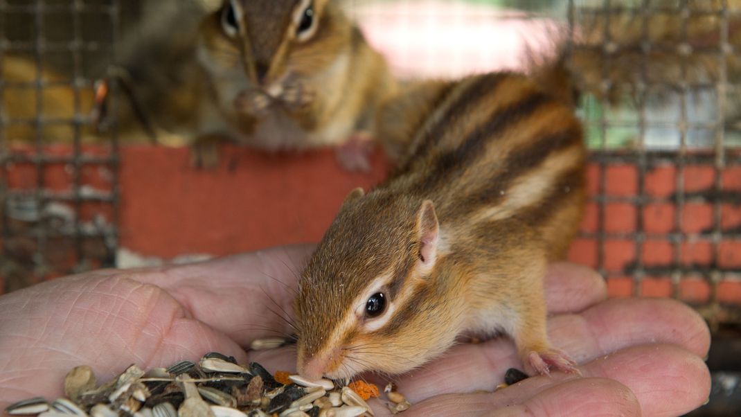 Streifenhörnchen fressen aus der Hand eines Menschen Körner und Samen.