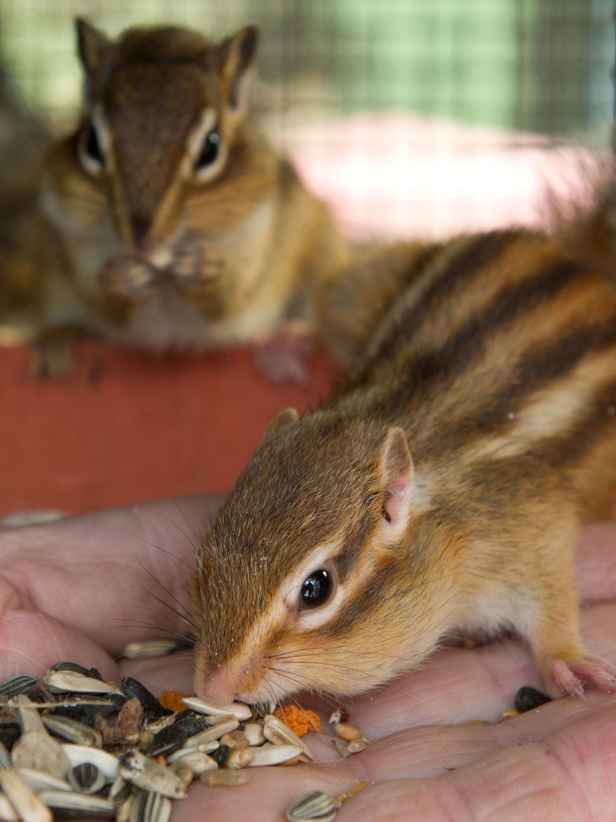 In Kalifornien hat sich ein Mensch mit der Pest infiziert. Der Erreger kommt in Flöhen vor, die unter anderem auf Streifen- und Eichhörnchen sitzen. 