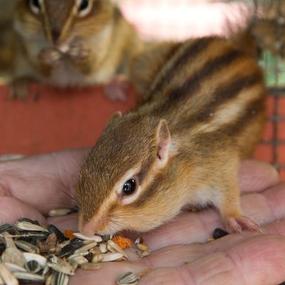 In Kalifornien hat sich ein Mensch mit der Pest infiziert. Der Erreger kommt in Flöhen vor, die unter anderem auf Streifen- und Eichhörnchen sitzen. 