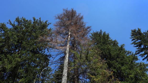 Deutsche Wälder im Klimastress: 4 von 5 Bäumen sind krank