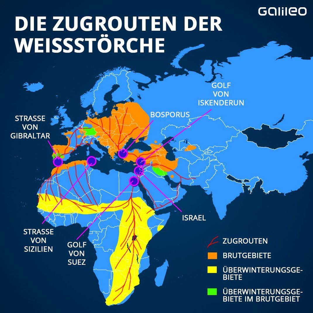 Die Zugrouten der Weißstörche. Grundsätzlich gibt es zwei Zugrouten, die sich je nach Population unterscheiden. Die westliche Population zieht meistens über Gibraltar, die östliche über den Bosporus. Die Winterquartiere befinden sich in West-, Ost- und Südafrika.