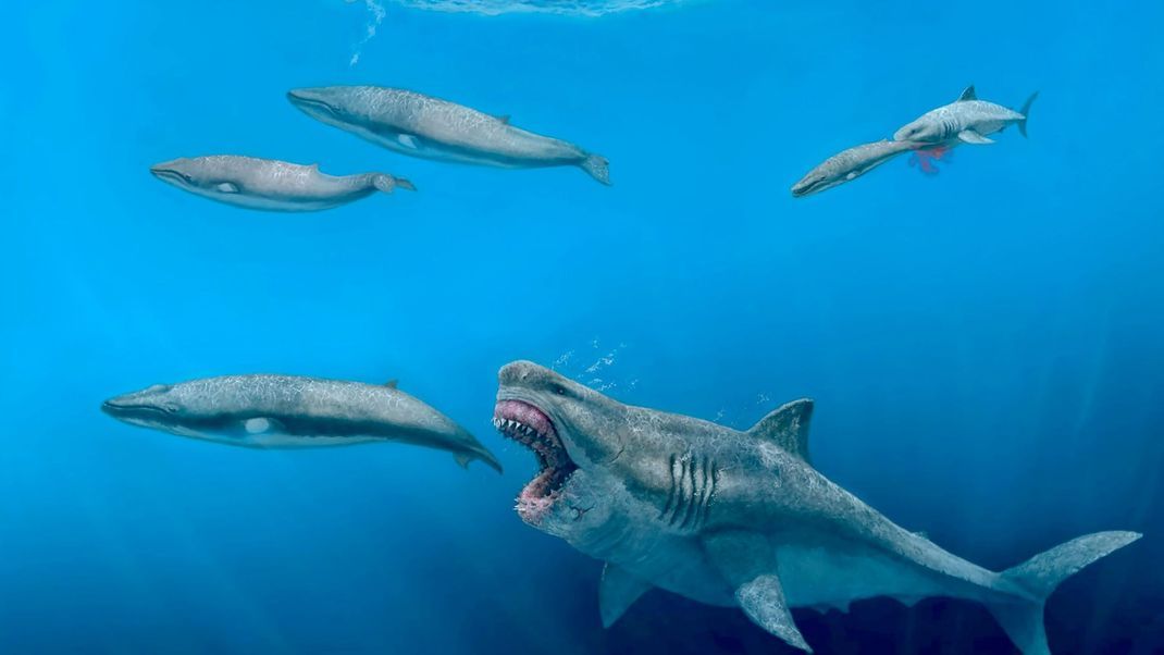 So stellen sich Forschende vor, wie der Urzeit-Hai Megalodon wohl durch das Meer schwamm.