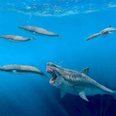 Der urzeitliche Riesenhai Megalodon könnte schlanker und größer gewesen sein, als bislang von Forschenden angenommen.