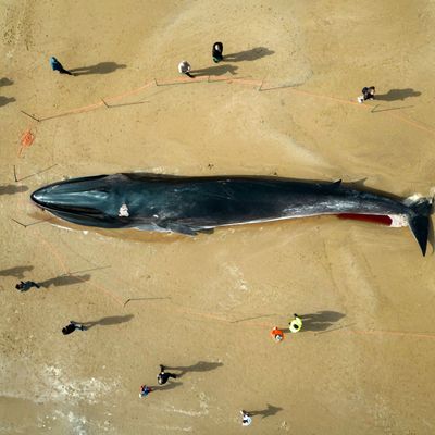 Menschen stehen am Kadaver eines 17 Meter langen Finnwals, der am Strand in East Yorkshire liegt. 