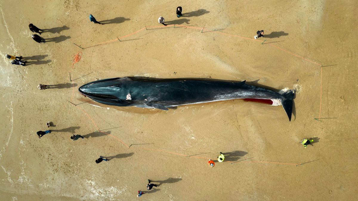 Menschen stehen am Kadaver eines 17 Meter langen Finnwals, der am Strand in East Yorkshire liegt. 