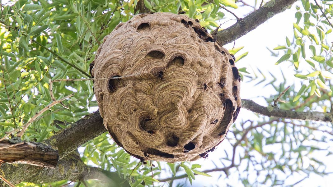So sehen die Nester der Asiatischen Hornisse aus. Meist sind sie in Baumkronen zu finden. Nester solltest du nicht selbst entfernen, sondern die zuständigen Naturschutzbehörden informieren. 