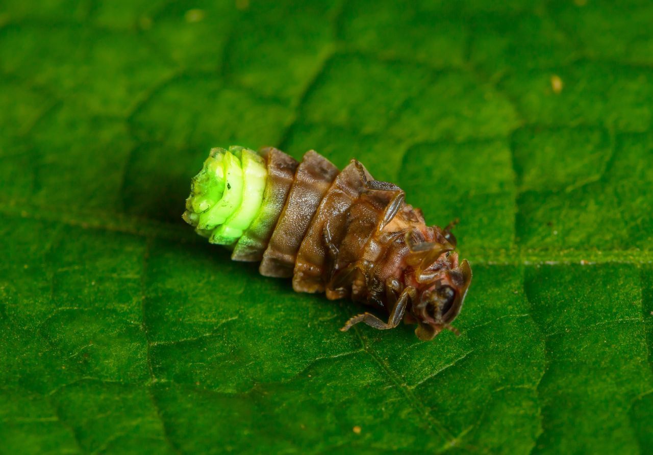 Der Große Leuchtkäfer (Lampyris noctiluca)