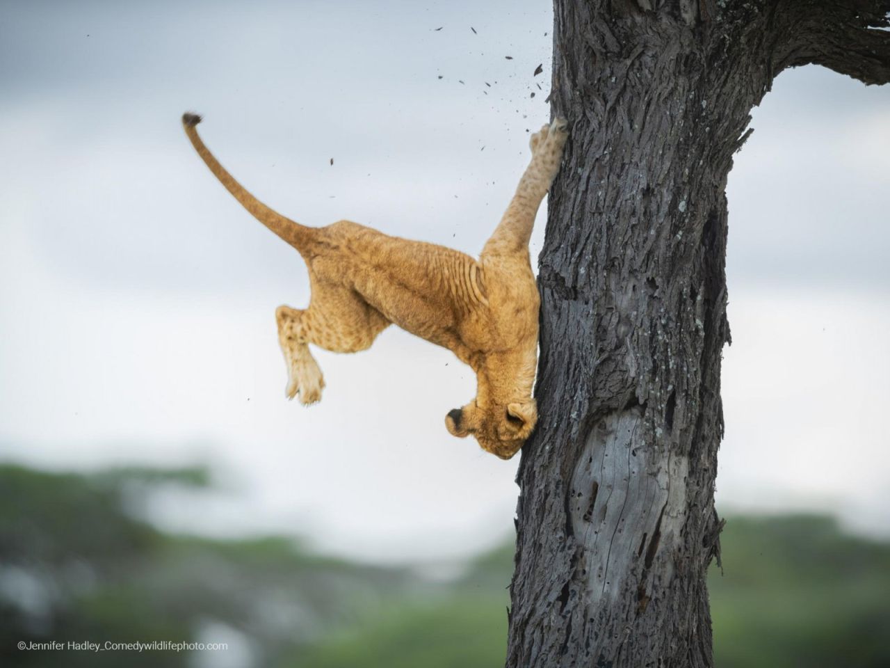 Das Gewinnerbild des Comedy Wildlife Photography Award 2022 von Jennifer Hadley. Nach dem etwas ungeschickten Abgang soll sich die Wildkatze jedoch unbekümmert aufgerappelt haben und mit dem Rest des Rudels verschwunden sein.