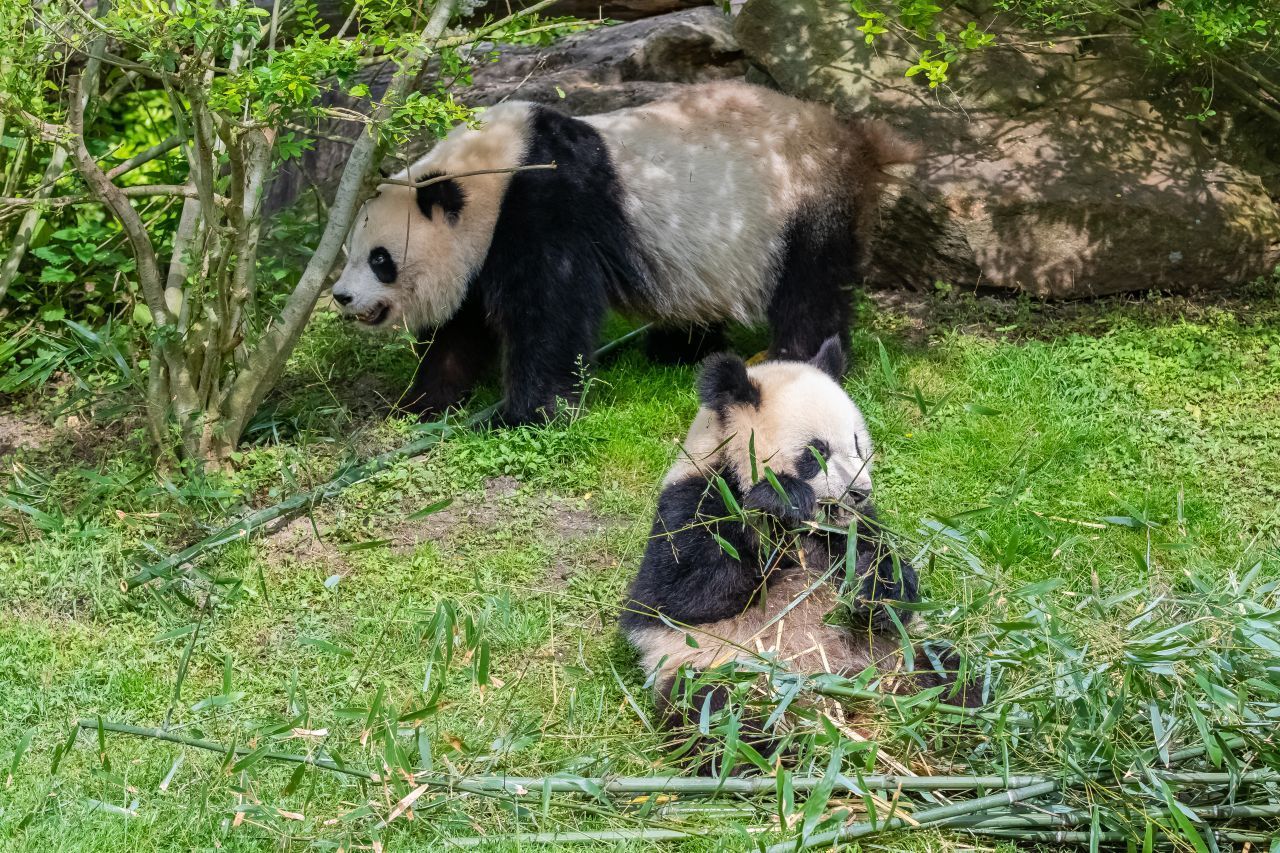 Eine Panda-Mutter mit ihrem Baby. In freier Wildbahn bleiben die beiden bis zu drei Jahre zusammen.