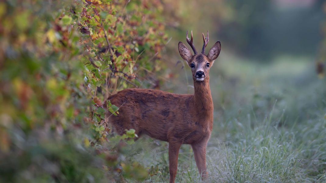 This is what a roe deer looks like.