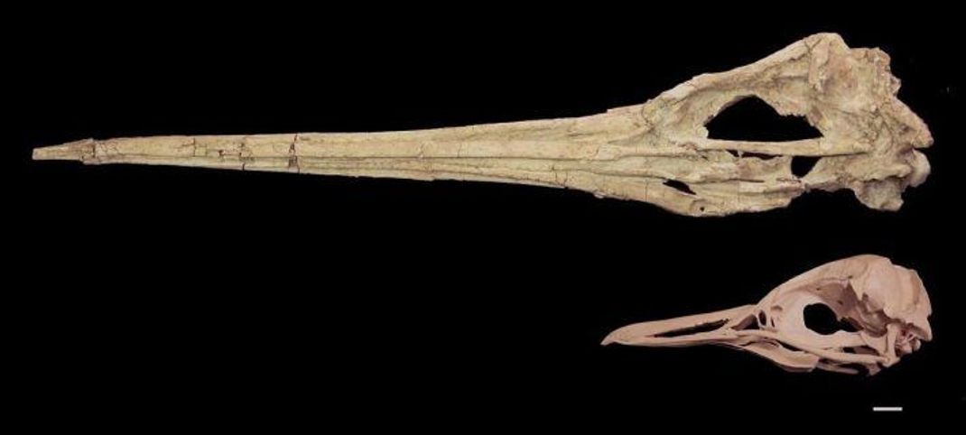 Schau dir den gigantischen Schädel der ausgestorbenen Art Icadyptes salasi (bis zu 1,50 Meter groß) neben dem des Urzeit-Pinguins Perudyptes devriesi an, der mit bis zu einem Meter etwa so groß war wie ein heutiger Königspinguin.