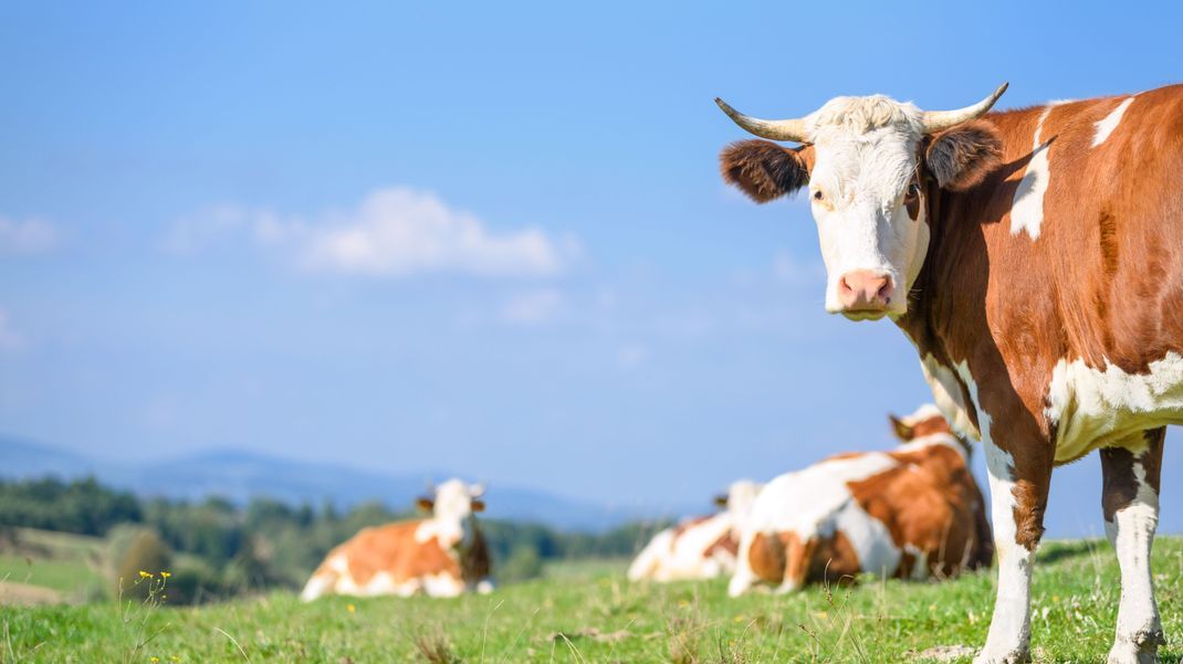 Cows on a mountains pasture