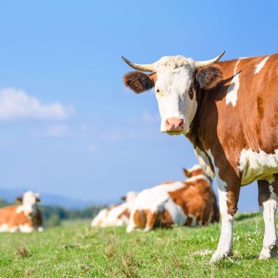 Cows on a mountains pasture