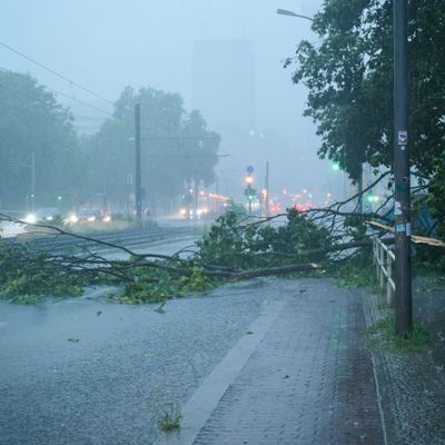 Starkregen in Berlin hat einen Baum quer auf die Prenzlauer Allee stürzen lassen.